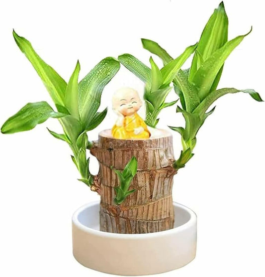 Lucky Brazilian Wood Potted Plant 1 Wood & 1 Monks Buddha  (Buy 1 Get 1 Free)